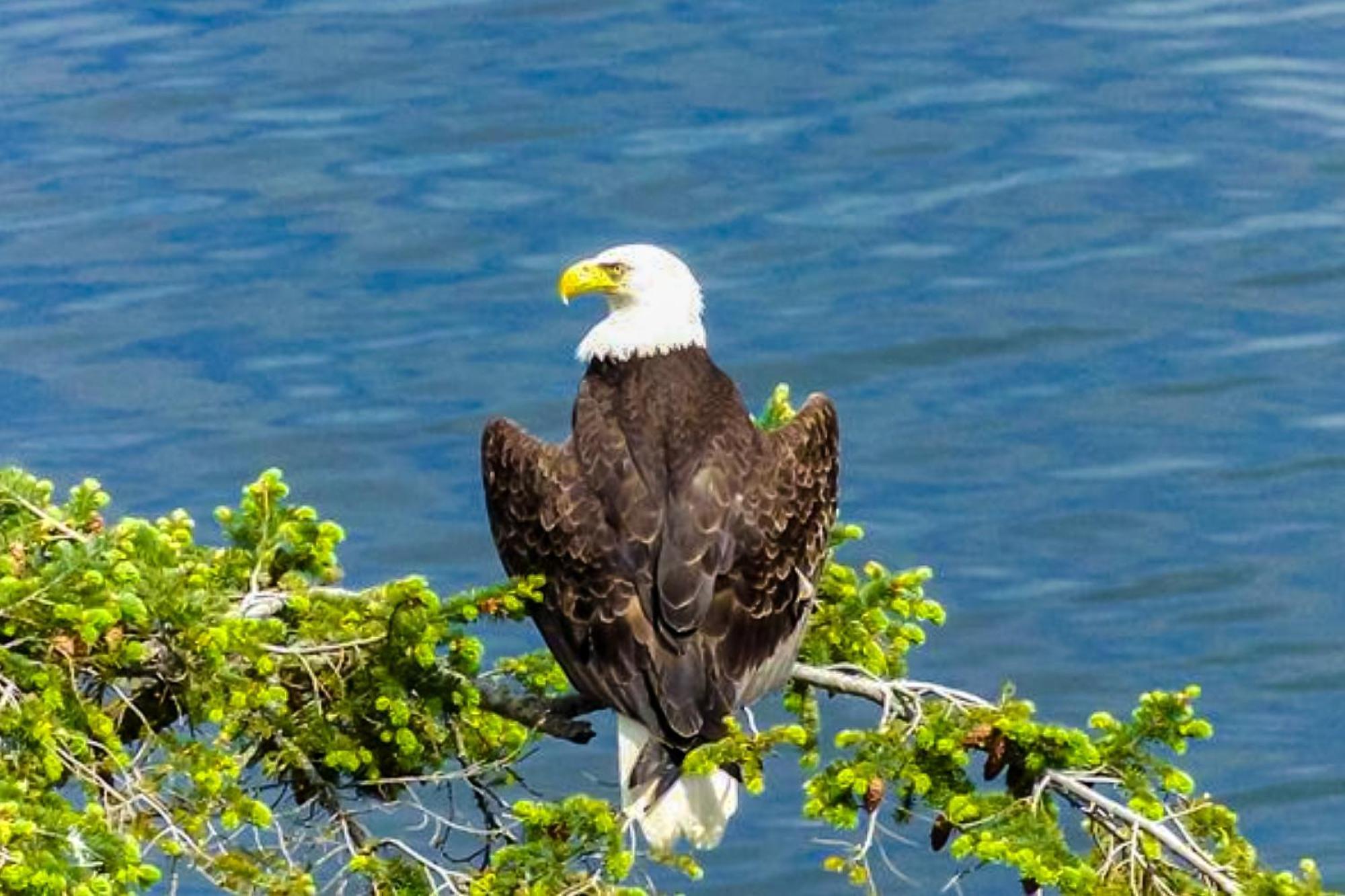 Eagles' Oceanview Βίλα Sequim Εξωτερικό φωτογραφία